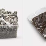Kit de cultivo Pan de Setas